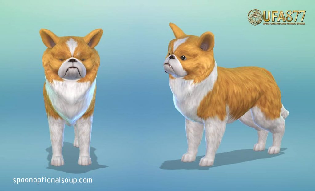 The Sims 4: Cats & Dogs จิ้งจอก